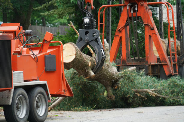 How Our Tree Care Process Works  in  Healdsburg, CA