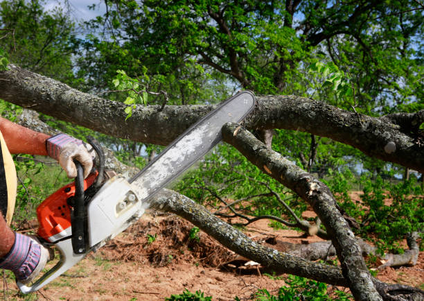 Professional Tree Services in Healdsburg, CA